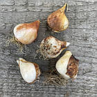 Тюльпан темний бахромчастий Labrador (Лабрадор), цибулина з квіткою, фото 10