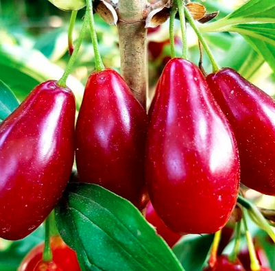 Саджанці кизилу середнього сорт Володимирський, підщепа кизил дикий