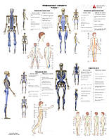 Плакат Міофасціальні ланцюги -комплект з 2 частин. 50 x 64.5 см