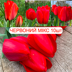Цибулини тюльпанів "Червоний МІКС" упаковка 10шт (сорта Apeldoorn, Oxford, Red Flair, Red Bouquet) )