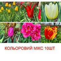 Луковицы тюльпанов "Разноцветный МИКС" упаковка 10шт ТОП сорта