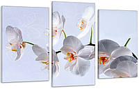 Модульная картина в гостиную / спальню Біла орхідея Art-577_3 70x130 см
