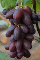 Виноград надранній Бешевський. У контейнерах 5 л.