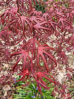 Клен японський "Starfisz".
Acer palmatum "Starfisz".