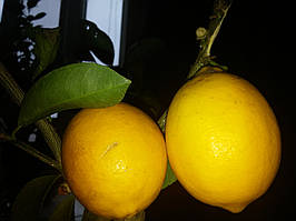 Лимон Мейера (Citrus × meyeri) 25-30 см. Чорнкван. Кімнатний