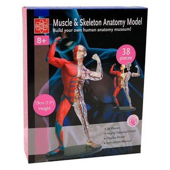 Модель м'язів та скелета людини Edu-Toys збірна, 19 см (SK056), фото 4