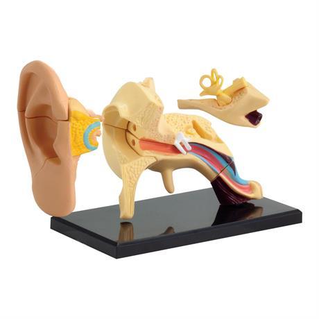 Набір для досліджень Edu-Toys Модель анатомія вуха збірна, 7,7 см (SK012)