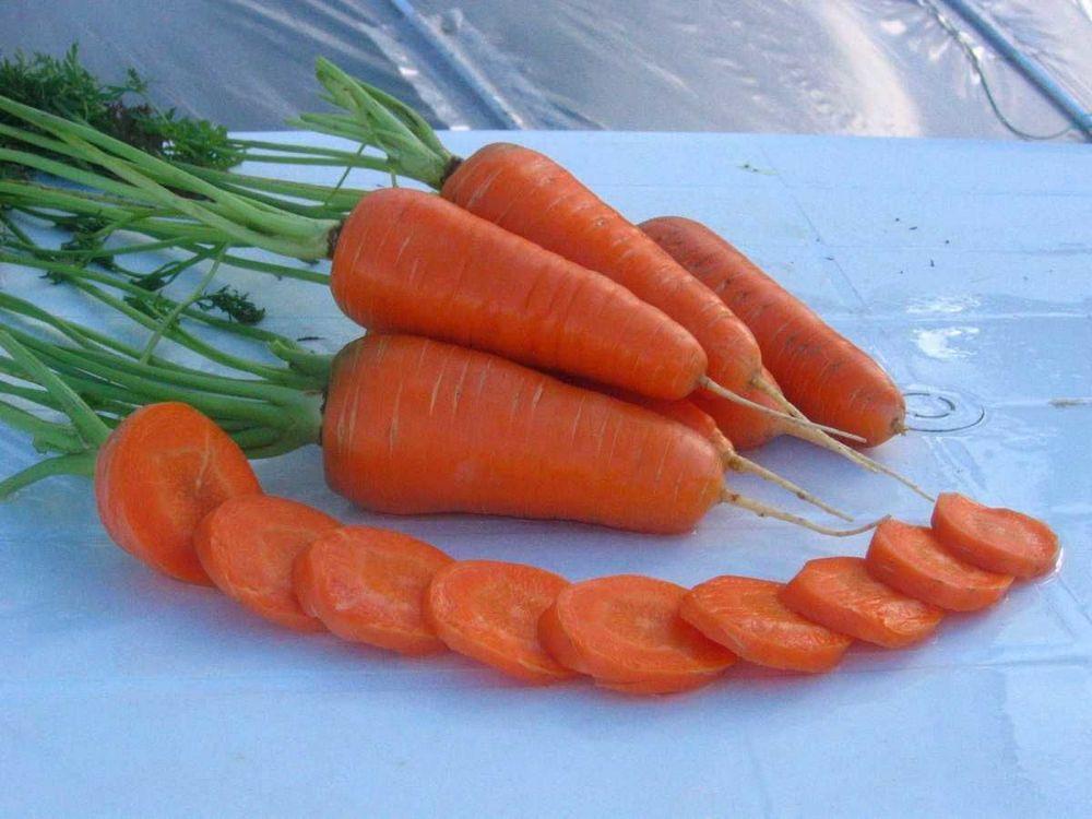 Насіння моркви Шантане Ред Кор, 500 гр