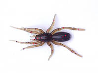 Мягкий съедобный силикон Perchik Tiny Spider 1.1" col.013 силиконовая приманка для ловли хищных и мирных риб