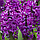 Гіацинт Purple Sensation 14/15, фото 4