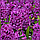 Гіацинт Purple Sensation 14/15, фото 5