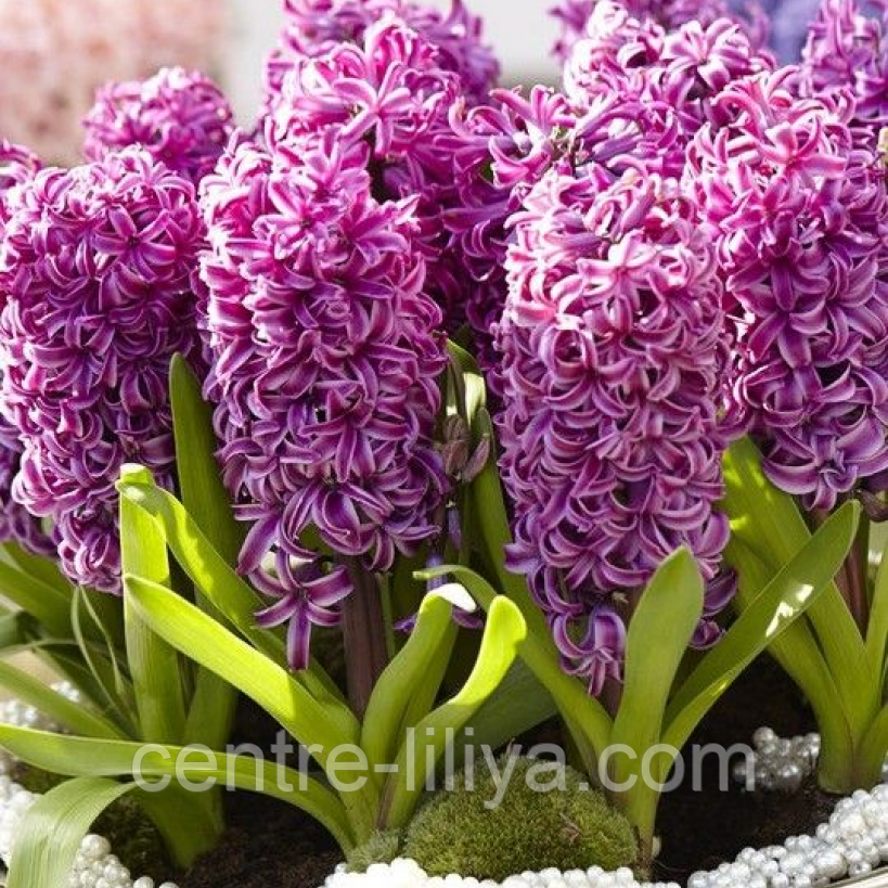 Гіацинт Purple Sensation 14/15