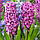 Гіацинт Purple Sensation 14/15, фото 3