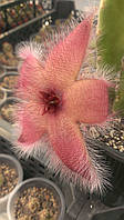 Stapelia desmetiana, черенок