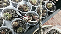 Ceropegia stapeliformis, черенок