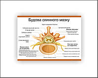 Плакат Vivay Строение спинного мозга 30 х 40 см Белый