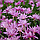 Колхікум Pleniflorum 13+, фото 4