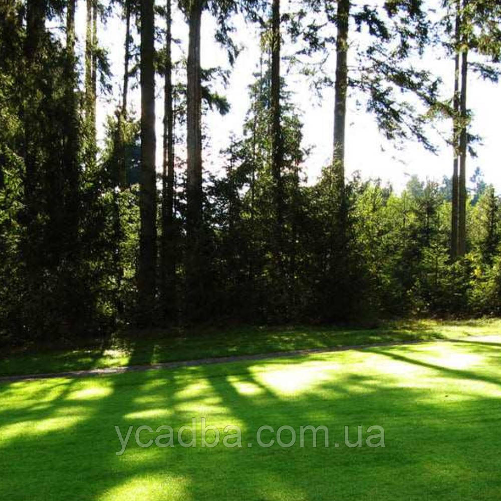 Трава газонна Тіньовий люкс насіння (1000 г), фото 1
