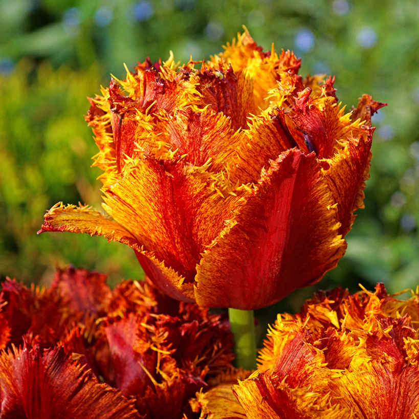 Тюльпан махровий оторочений Bastia 11/12, фото 1