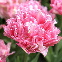 Тюльпан махровий оторочений Crispion Sweet 11/12