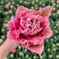 Тюльпан махровий оторочений Match Point 12+