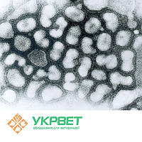 Тест-система для виявлення грипу (Influenza A)