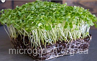 Семена Капуста Кейл (кале) зелёная микрозелень | беби листья | взрослая зелень (import) 50