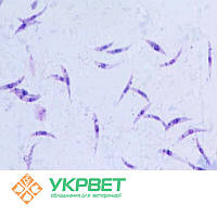 Тест-система для визначення лейшманіозу (Canine Leishmaniasis)