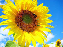 Графік роботи на червневі свята