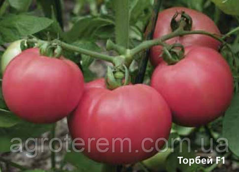 Семена томата Торбей F1(Torbay F1) 1000с - фото 5 - id-p14859500