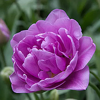 Тюльпан махровий Lilac Perfection 12+