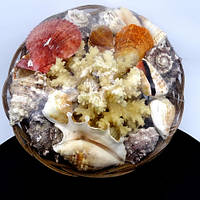 Набор ракушек в плетеной корзине с кораллом размер *8*