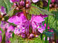 Глуха кропива пурпурова (Яснотка) трава, 1 кг, фото 3