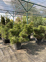 СОСНА ТУНБЕРГА (PINUS THUNBERGII) MAIJIMA /Н 0.8 м+ / контейнер 35 L