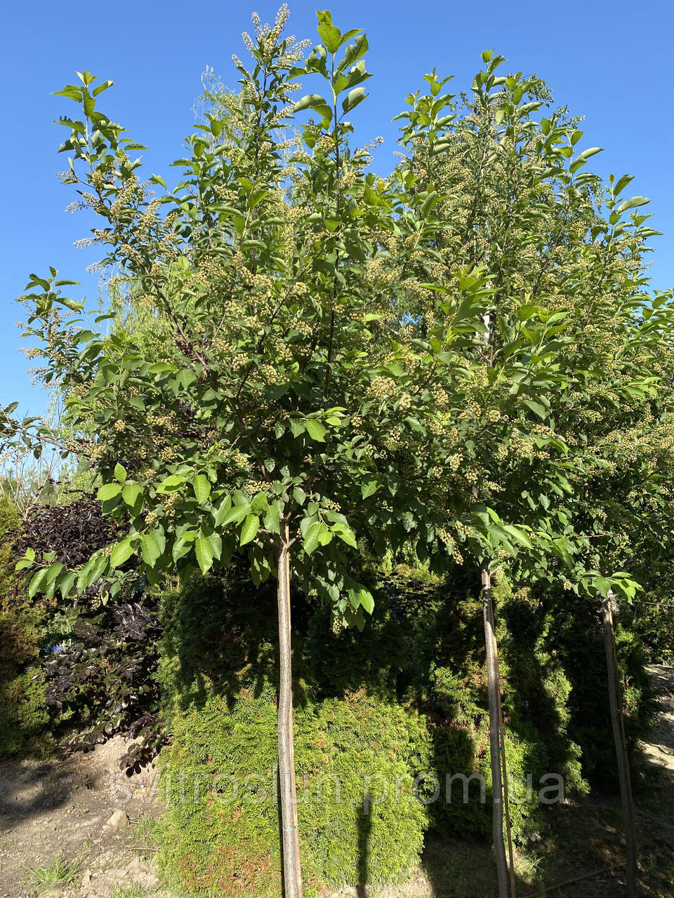 Черемуха виргинская (prunus virginiana) «Shubert»/Stam 130 см/НО 13 см/ком - фото 5 - id-p1783840075