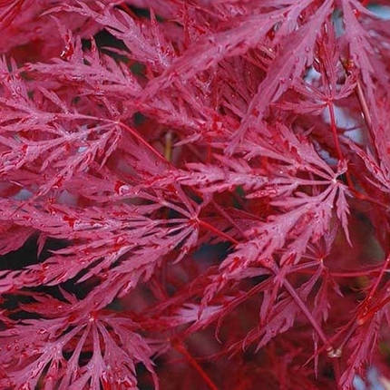 Клен японський Інаба Шідаре / Штамб h 70-90 / Acer Inaba Shidare, фото 1