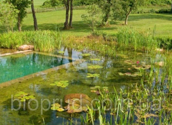 Натуральний біобасейн., фото 1