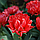 Тюльпан низький Грейга Double Toronto 11/12, фото 4