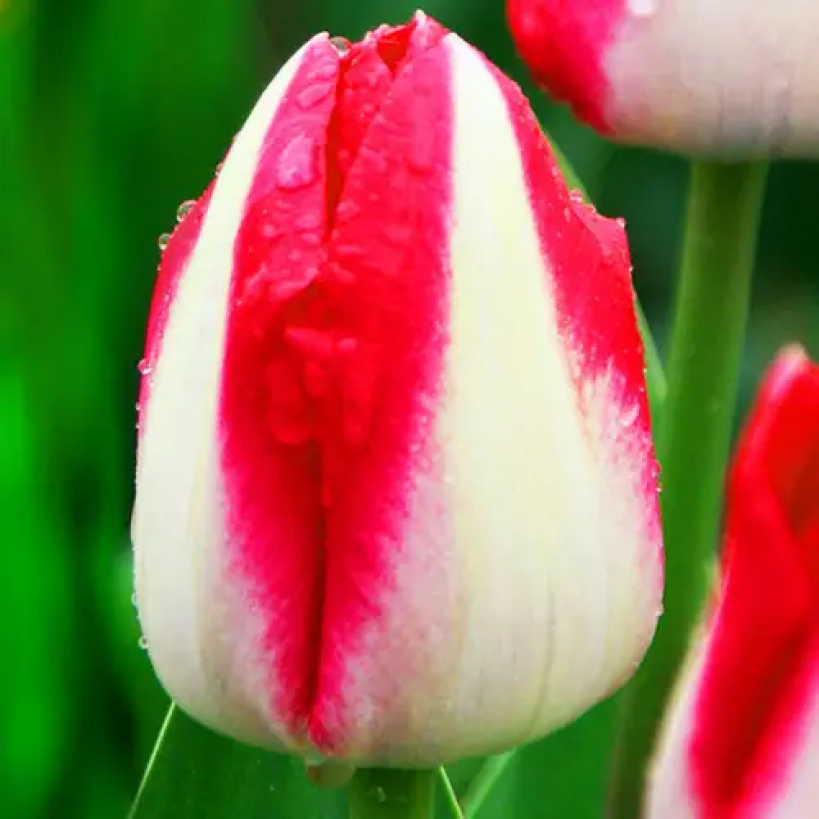 Тюльпан тріумф Alectric 12+, фото 1