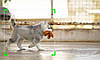 УЦІНКА! Тримач для телефону з датчиком руху Holder Robot Cameraman 360 / Поворотний штатив для смартфона, фото 9