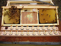 Сот + мисочки для виводу маток бджіл Нікот: касета + комплект мисочек (110 шт)