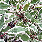 Саджанці Дерена білого Елегантісіма (Cornus alba Elegantissima) 3-річний С2, фото 3