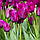 Тюльпан мультіфлора Purple Bouquet 11/12, фото 3