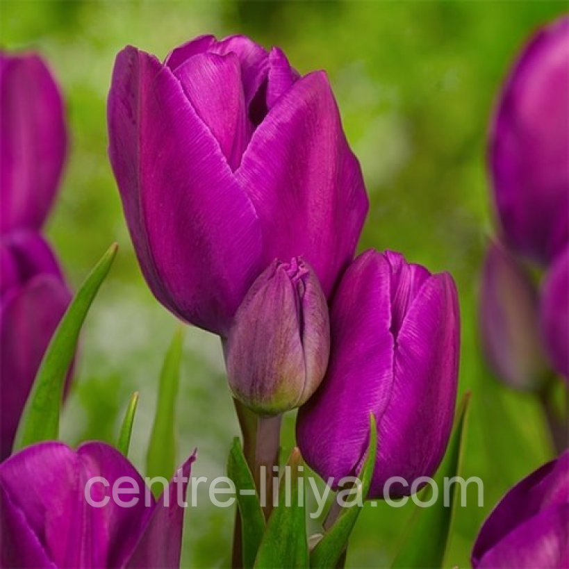 Тюльпан мультіфлора Purple Bouquet 11/12