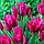 Тюльпан мультіфлора Purple Bouquet 11/12, фото 5