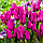 Тюльпан мультіфлора Purple Bouquet 11/12, фото 4