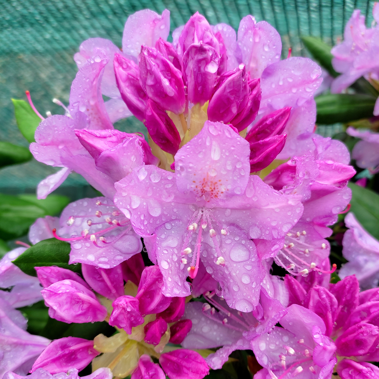 Рододендрон Розеум Елеганс / Р13 / Rhododendron Roseum Elegans