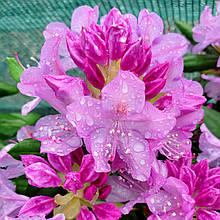 Рододендрон Розеум Елеганс / Р13 / Rhododendron Roseum Elegans