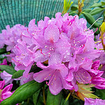 Рододендрон Розеум Елеганс / Р13 / Rhododendron Roseum Elegans, фото 2