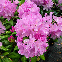 Рододендрон Розеум Елеганс / Р13 / Rhododendron Roseum Elegans, фото 3